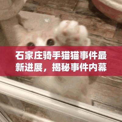 石家庄骑手猫猫事件最新进展，揭秘事件内幕，最新动态一网打尽！