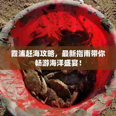 霞浦赶海攻略,最新指南带你畅游海洋盛宴!