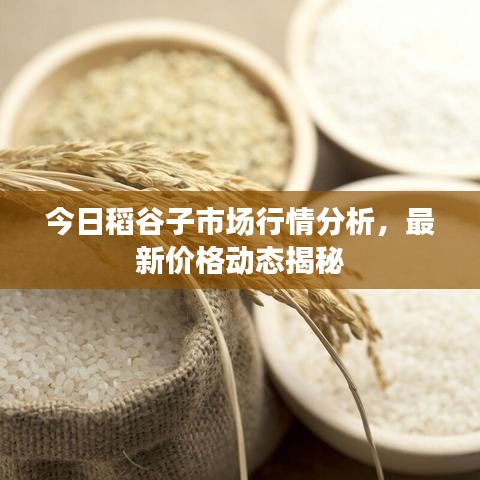 今日稻谷子市场行情分析,最新价格动态揭秘