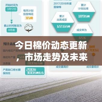 今日棉价动态更新,市场走势及未来展望