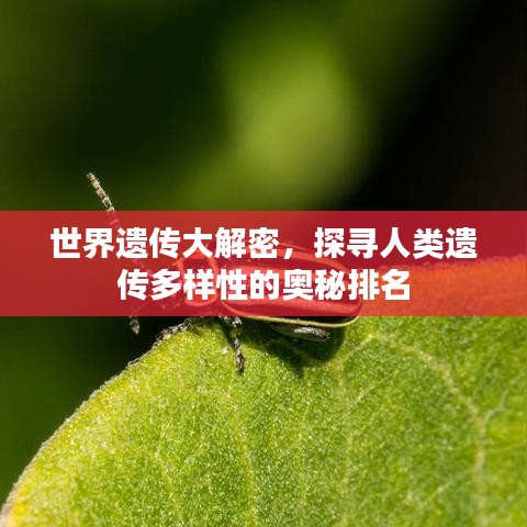 世界遗传大解密，探寻人类遗传多样性的奥秘排名