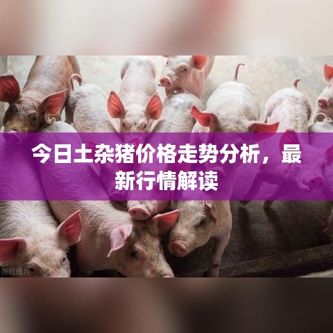 今日土杂猪价格走势分析,最新行情解读