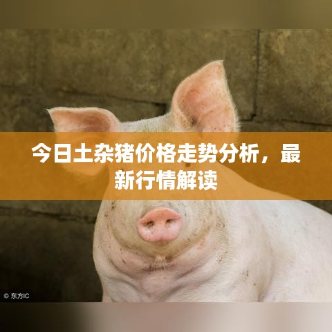 今日土杂猪价格走势分析,最新行情解读