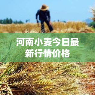河南小麦今日最新行情价格