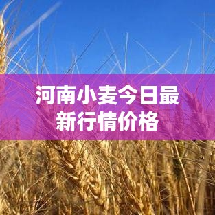 河南小麦今日最新行情价格