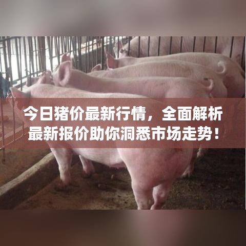 今日猪价最新行情,全面解析最新报价助你洞悉市场走势!