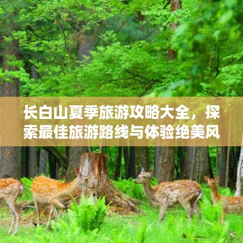 长白山夏季旅游攻略大全,探索最佳旅游路线与体验绝美风光!