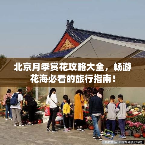 北京月季赏花攻略大全,畅游花海必看的旅行指南!