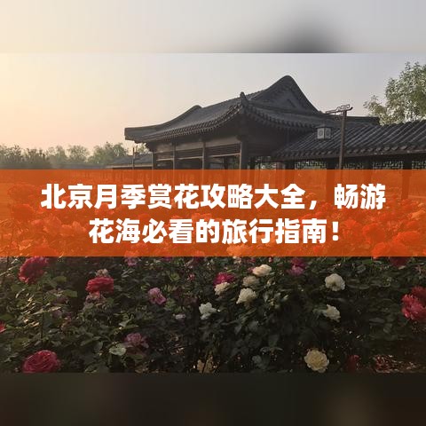 北京月季赏花攻略大全,畅游花海必看的旅行指南!