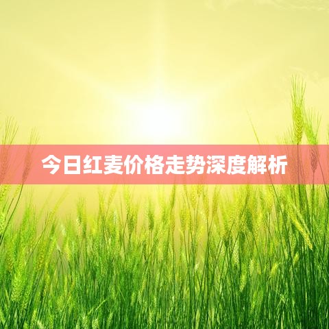 今日红麦价格走势深度解析
