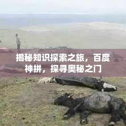揭秘知识探索之旅,百度神拼,探寻奥秘之门