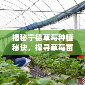 揭秘宁德草莓种植秘诀,探寻草莓苗成长之旅