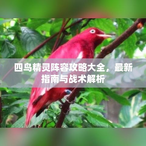 四鸟精灵阵容攻略大全,最新指南与战术解析