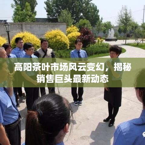高阳茶叶市场风云变幻，揭秘销售巨头最新动态