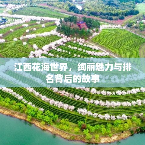 江西花海世界,绚丽魅力与排名背后的故事