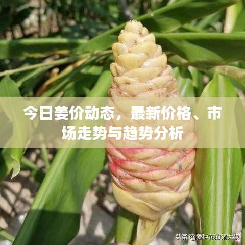 今日姜价动态,最新价格、市场走势与趋势分析
