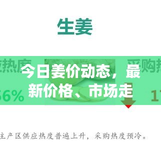 今日姜价动态,最新价格、市场走势与趋势分析