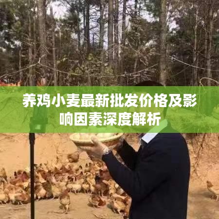 养鸡小麦最新批发价格及影响因素深度解析