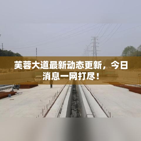 芙蓉大道最新动态更新,今日消息一网打尽!