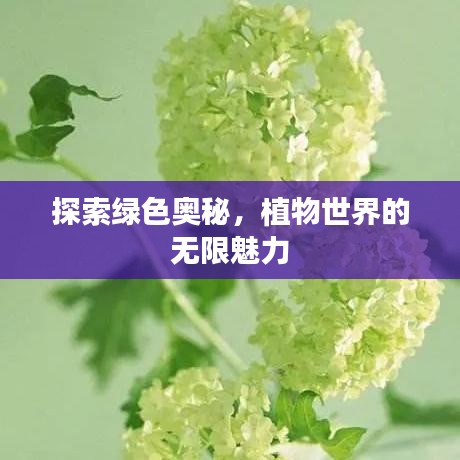 探索绿色奥秘,植物世界的无限魅力