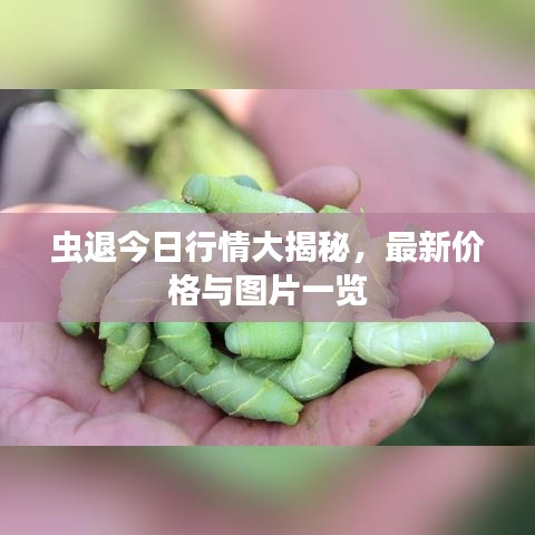 虫退今日行情大揭秘，最新价格与图片一览