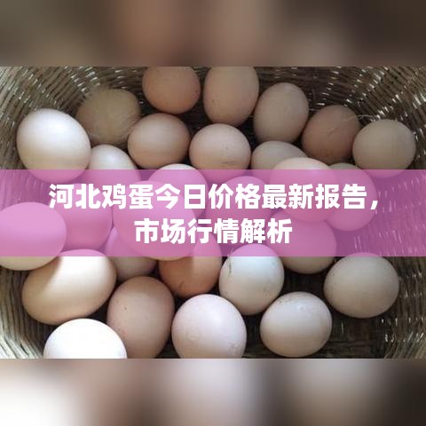 河北鸡蛋今日价格最新报告,市场行情解析