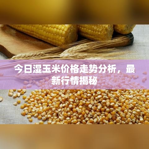今日湿玉米价格走势分析,最新行情揭秘