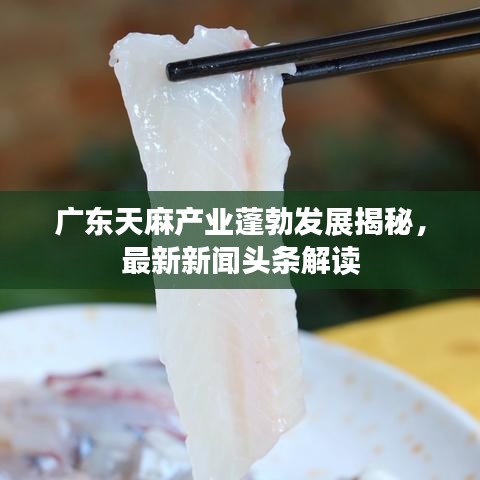 广东天麻产业蓬勃发展揭秘,最新新闻头条解读