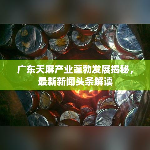 广东天麻产业蓬勃发展揭秘,最新新闻头条解读