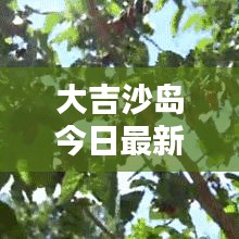 大吉沙岛今日最新动态速递
