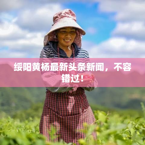 绥阳黄杨最新头条新闻，不容错过！