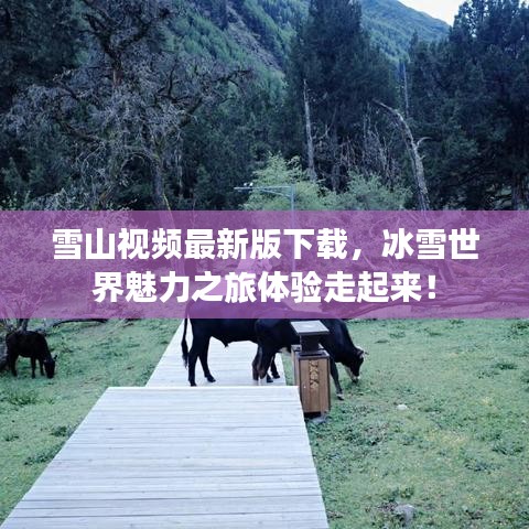 雪山视频最新版下载,冰雪世界魅力之旅体验走起来!