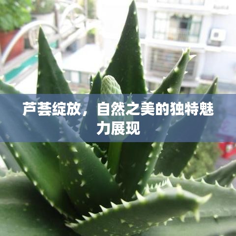 芦荟绽放，自然之美的独特魅力展现