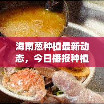 海南葱种植最新动态，今日播报种植情况