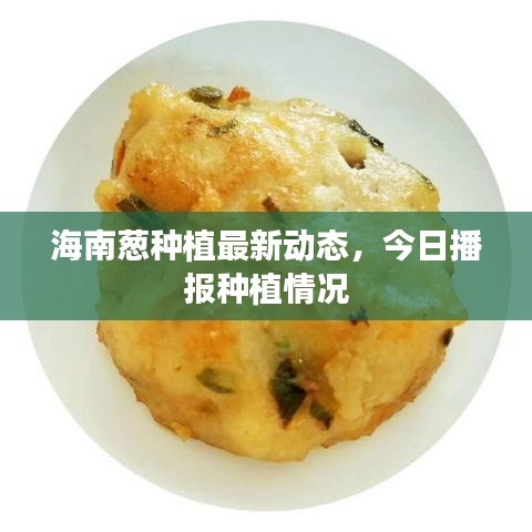 海南葱种植最新动态,今日播报种植情况