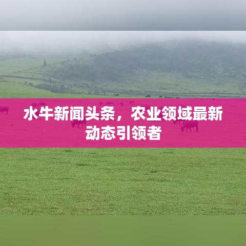 水牛新闻头条,农业领域最新动态引领者