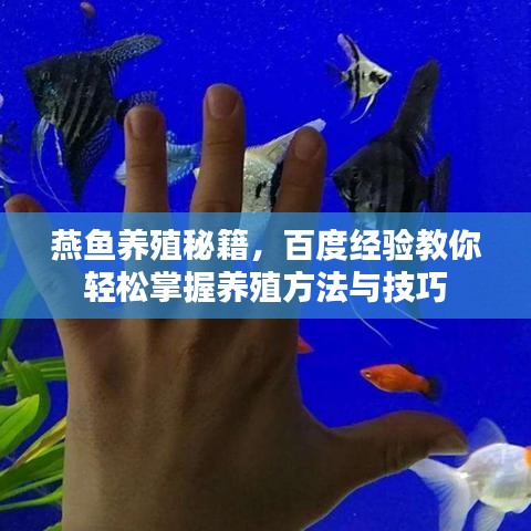 燕鱼养殖秘籍,百度经验教你轻松掌握养殖方法与技巧