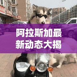 阿拉斯加最新动态大揭秘,今日头条报道汇总!