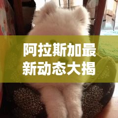 阿拉斯加最新动态大揭秘,今日头条报道汇总!