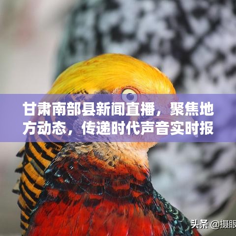 甘肃南部县新闻直播,聚焦地方动态,传递时代声音实时报道