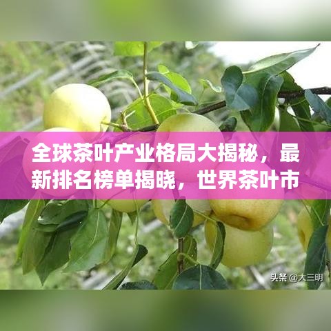 全球茶叶产业格局大揭秘,最新排名榜单揭晓,世界茶叶市场趋势探索