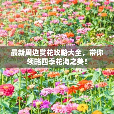 最新周边赏花攻略大全，带你领略四季花海之美！