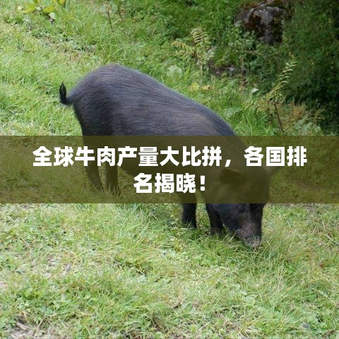 全球牛肉产量大比拼,各国排名揭晓!
