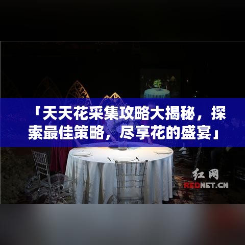 「天天花采集攻略大揭秘,探索最佳策略,尽享花的盛宴」