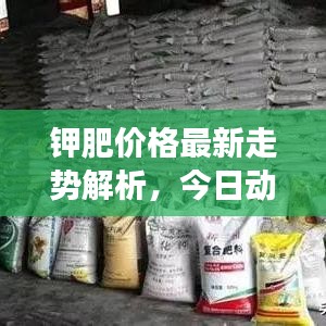 钾肥价格最新走势解析,今日动态及市场预测