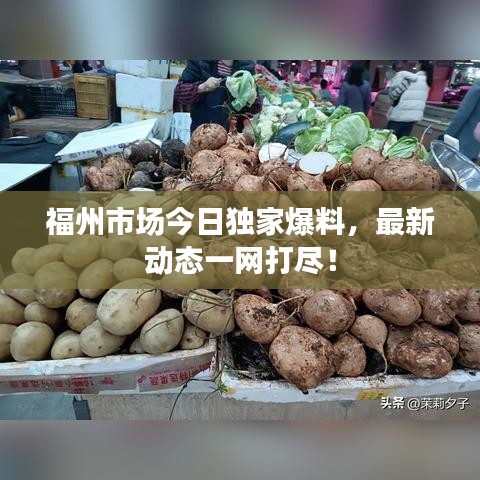 福州市场今日独家爆料,最新动态一网打尽!