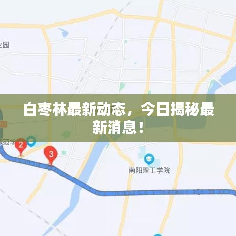 白枣林最新动态,今日揭秘最新消息!