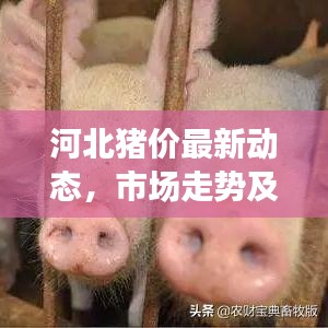 河北猪价最新动态,市场走势及影响因素深度解析