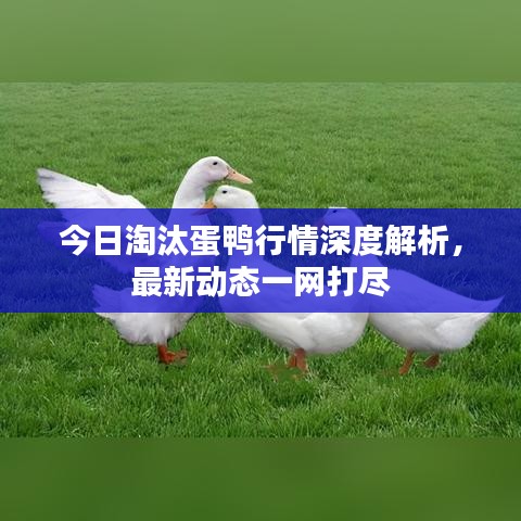今日淘汰蛋鸭行情深度解析，最新动态一网打尽