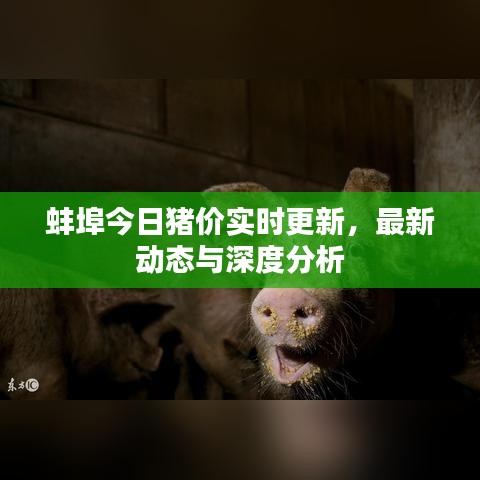 蚌埠今日猪价实时更新,最新动态与深度分析